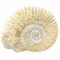 Ammonite Fossil