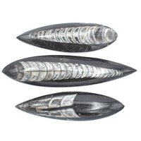 Orthoceras Fossil [3pcs Mini]