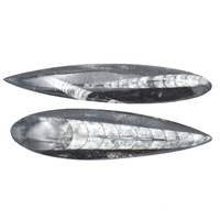 Orthoceras Fossil [2pcs Small]