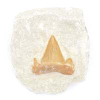 Shark Tooth Fossil [On Matrix Medium ]