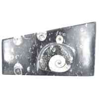 Ammonite Fossil [Plaque Medium]