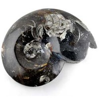 Goniatite Fossil