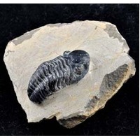 Trilobite Phacops Fossil