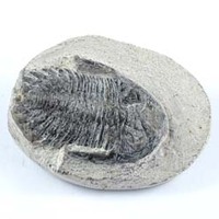 Trilobite Dicranurus Fossil