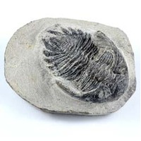 Trilobite Dicranurus Fossil