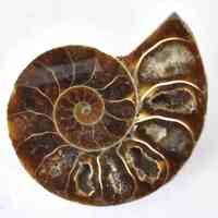 Ammonite Polished Fossil