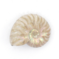 Ammonite Polished Fossil