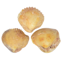 Brachiopods  Fossil [3pcs]