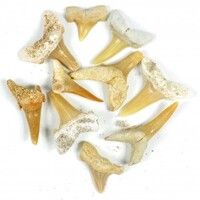 Shark Tooth Fossil [10 pcs]