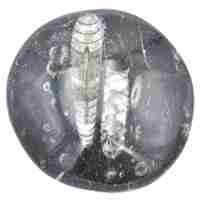 Orthoceras Fossil [Plate Medium]
