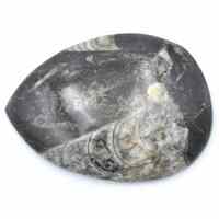 Orthoceras Fossil [Plate Medium]