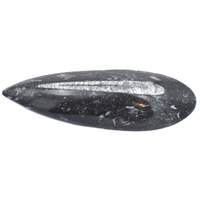 Orthoceras Fossil [Plate Large]