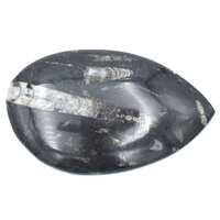 Orthoceras Fossil [Plate Large]