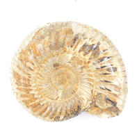 Ammonite Fossil