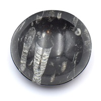 Orthoceras Bowl Carving [Medium]
