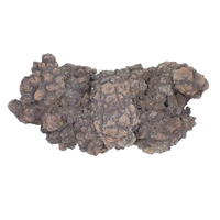 Coprolite Fossil