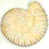 Ammonite Fossil