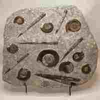 Ammonite Fossil [Plaque Giant]
