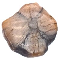 Chiastolite Polished Piece