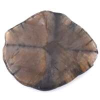 Chiastolite Polished Piece