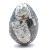 Orthoceras Egg Carving