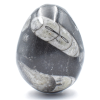 Orthoceras Egg Carving