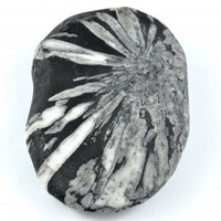 Chrysanthemum Stone Palm Stone