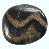 Stromatolite Palm Stone