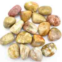Fossil Coral Tumbled Stones [Medium]